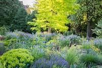 The bright leaves of Robinia 'Frisia' dominate the violet, yellow and purple border with drought resistant perennials and ornamental grasses in the Weihenstephan Trial Garden