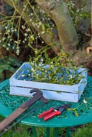 Collecting mistletoe for Christmas decoration, including antique loppers, secateurs and tray of cut mistletoe.