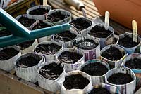 Watering seeds in pots made from newspaper.