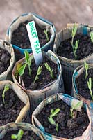 Sweet pea - Lathyrus odoratus, February sown seedlings in newspaper pots.
