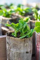 Garden peas 'Kelvedon Wonder' AGM, February sown seedlings growing in newspaper pots under glass.