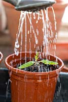 Watering in a freshly transplanted tomato seedling.