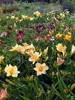 Multi-coloured beds of Hemerocallis with  perennial Astrantia, at specialist grower Mynd Nursery.