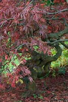 Acer palmatum Dissectum Group 'Inaba-shidare' - Japanese maple 