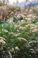 Stipa calamagrostis - rough feather grass