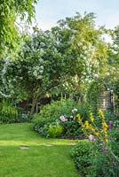 Small garden with quince tree and rambling rose. Rosa 'Sir Cedric Morris'
