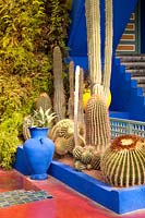 Cacti bed in Jardin Majorelle, Marrakech, Morocco
