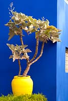 Architectural plant in yellow pot against blue wall  in Jardin Majorelle, Marrakech, Morocco