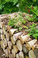 Sempervivums and Saxifrages on log pile