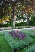 Morning light on Fagus sylvatica f. purpurea - Copper Beech, knot garden with Lavandula low hedge, standard Fuchsia and purple Nicotiana