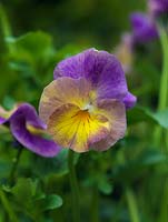 Viola Nora, a perennial viola with sweet, rounded flowers that gradate from pinkish purple down to yellow.