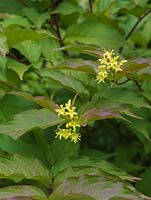 Diervilla sessilifolia, a deciduous shrub with bronze-tinged leaves when young, and in summer, clusters of tiny bright yellow flowers.