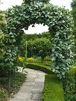 Arch of whitebeam - Sorbus aria Lutescens, frames view of potager with clipped standard medlars in box-edged beds of herbs, violas, roses, sweet peas and vegetables.