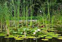 Pond with Nymphaea - Water Lily flowers and Typha latifolia - Common Cattails in the Fruit Garden in the La Seigneurie de L'Ile d'Orleans private estate garden in summer, Saint-Francois, Ile d'Orleans, Quebec, Canada