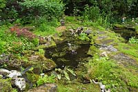 Cyprinus carpio - Japanese Koi fish in pond with stream and waterfall bordered by Hosta plants, red Euphorbia milii 'Crown of Thorns' flowers, Acer Japonicus -Japanese Maple tree and rocks covered with Bryophyta - Green Moss in private backyard Zen garden in summer