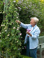 Esme Auer picks sweet peas growing up an obelisk.  Esme grows heirloom Lathyrus odoratus varieties - 'Painted Lady', 'Matucana', 'Lord Nelson'. Picotee variety - 'Anniversary'.