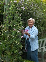 Esme Auer picks sweet peas growing up an obelisk. Esme grows heirloom Lathyrus odoratus varieties - 'Painted Lady', 'Matucana', 'Lord Nelson'. Picotee variety - 'Anniversary'.