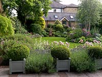 Small town garden. View over box in pots, Lavandula angustifolia 'Hidcote', Rosa 'Portmeirion'