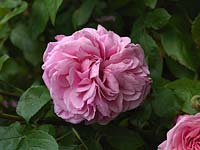 Rosa 'Gertrude Jekyll', shrub rose with lovely, fragrant, double pink flowers from summer.
