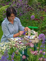 Woman placing freshly picked flowers into flower press. Use only the newest and freshest flowers for pressing, and pick when dry, ideally after the dew has evaporated, but before the sun causes flowers to wilt.
