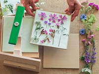 Step-by-step demonstration of pressing flowers. The grass on this sheet of paper is touching the pink mallow flower, and unless it is moved, will stick to it, ruining both plants.