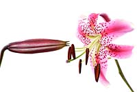 Lilium speciosum var. rubrum - Species lily, flower and bud
