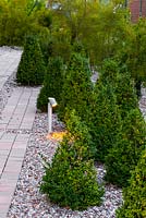 Group of buxus located in shady part of modern style garden with gravel surface