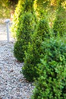 Group of buxus located in shady part of modern style garden with gravel surface