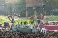 Garlic plants in newspaper pots, ready for plant ing in raised beds, chickens and hen coop in background.