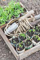 Garden peas, 'kelvedon wonder', and Sweet peas, 'old fashioned mix' grown in newspaper pots, ready for planting with garden line and trowel.