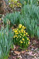 Narcissi 'Tete-a-Tete' , flowering in garden border amongst daffodils.