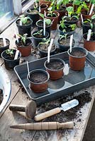 Springtime potting bench with tomato plants and pots of freshly sown seeds soaking in water tray.