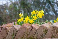 Narcissus 'Tete-a-Tete' flowering beside a sawtooth edged brick path.