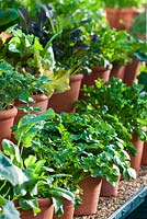 Spring Salad Leaf Vegetables in terracotta clay pots - chives, parsley, kale, spinach, lettuce, endive and rocket 