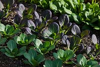 Brassica rapa, subspecies pekinensis Pak Choi, Green and Purple Chinese cabbage