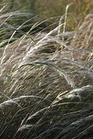 Stipa ichu - Jarava ichu - Peruvian feather grass
