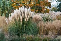 Cortaderia selloana - Pampas-grass, Calamagrostis brachytricha - Korean feather reed grass, group of Miscanthus with Acer opalus at the back  