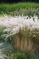 Stipa ichu - Jarava ichu - Peruvian feather grass