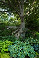 Betula alleghaniensis - Yellow Birch tree underplanted with Hosta plants including  'Sagae', 'Blue Angel', 'Frances William' in private backyard garden in summer