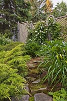 Flagstone path covered with Bryophyta - Green Moss and bordered by Juniperus chinensis 'Gold Lace' - Chinese Juniper, Hemerocallis and white Clematis 'Huldine' on wooden lattice fence in the background in private backyard garden in summer