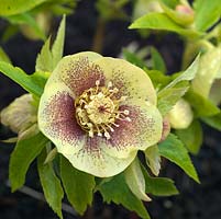Helleborus x hybridus, a hybrid hellebore with red speckles. Grows in full or partial shade.