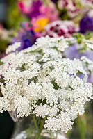 Cut flowers of white lacecap - Ammi Major, a cow parsley like perennial.