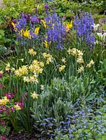 Spring border with Narcissus Pipit, Tulipa West Point and Spring Green, Camassia leichtlinii Caerulea Group, Corydalis, erysimum, silver lychnis and blue brunnera 