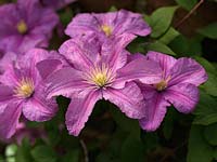 Clematis Comtesse de Bouchaud, a large flowered pink clematis flowering in summer.
