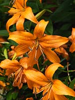Lilium orientale - An orange oriental hybrid lily.