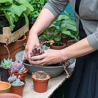 Woman plants up a bowl of succulents on her workbench in the narrow side alley.