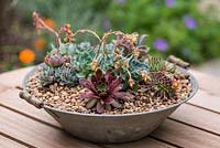 An old aluminium bowl of succulents makes a lovely centrepiece on a garden table.