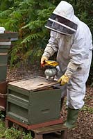 Beekeeping - a beekeeper wearing protective clothing using a bee smoker in a hive