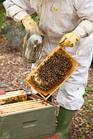 Beekeeping - a beekeeper holds a smoker while taking out a wooden frame covered with bees making honey