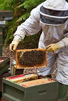 Beekeeping - a beekeeper taking out a wooden frame covered with bees making honey